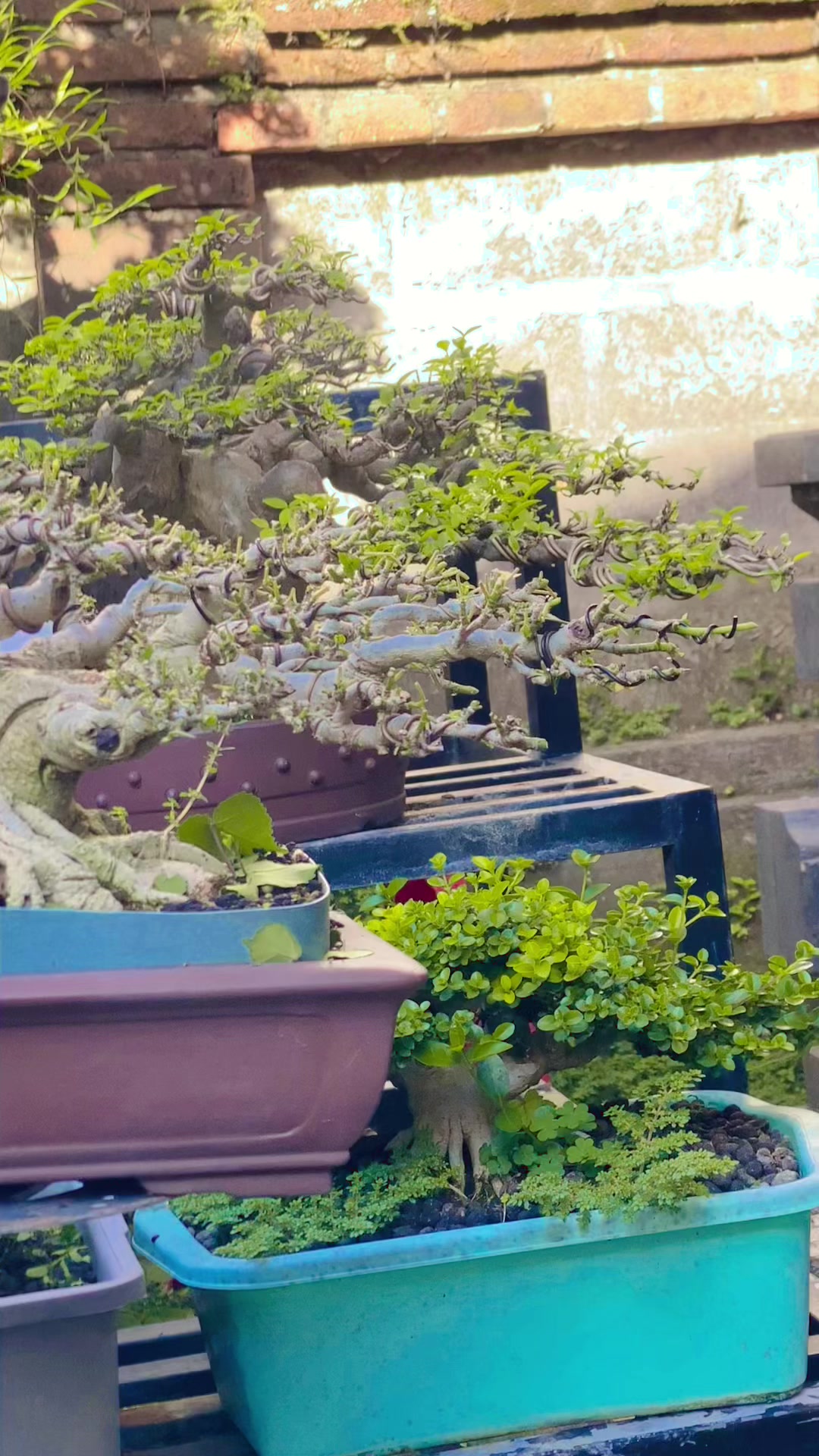 @“Cris Art Bonsai”