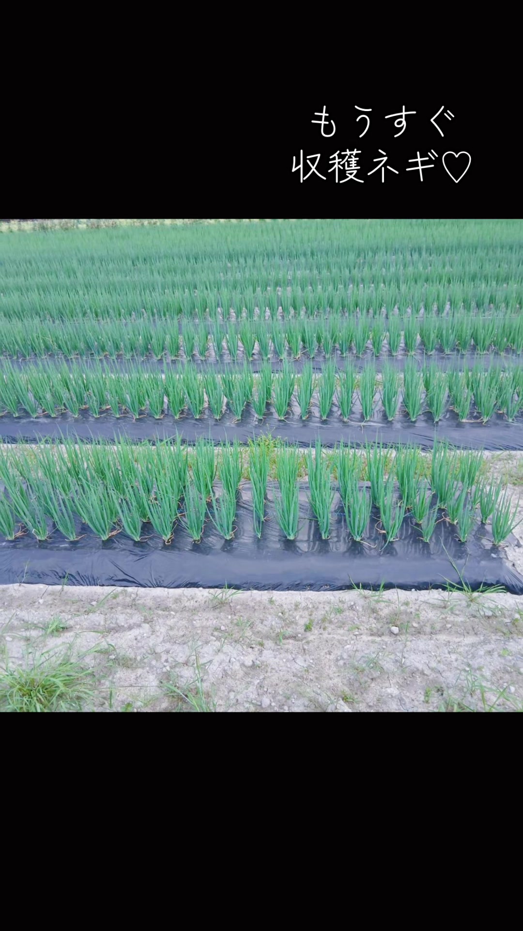 @snup.farm