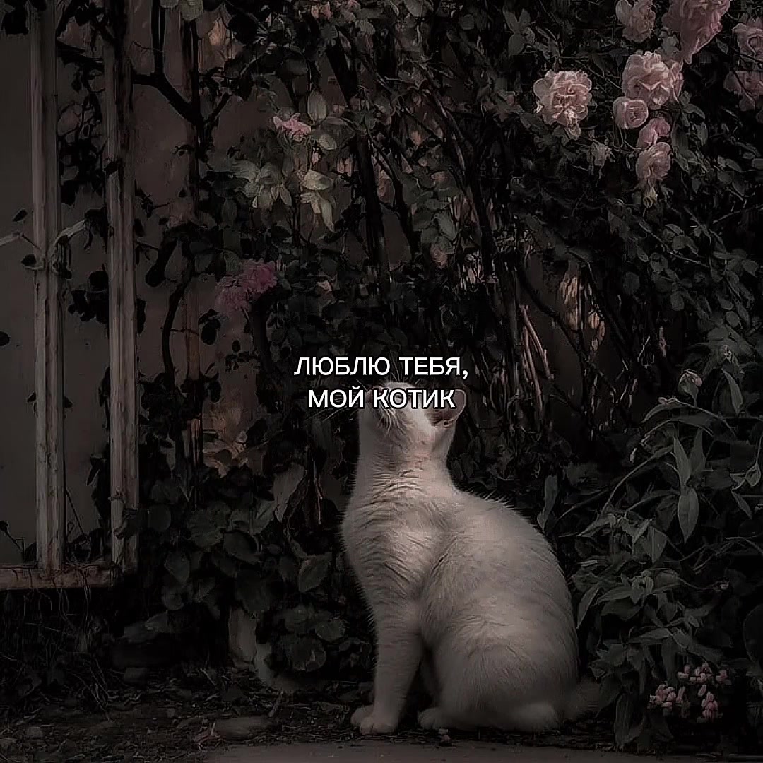 @ХХИКА