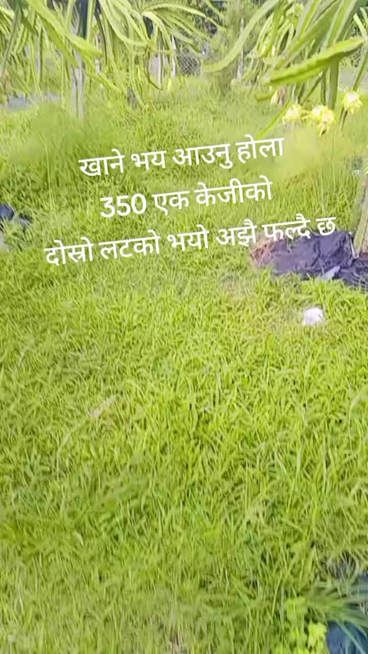 @laxmi bhujel