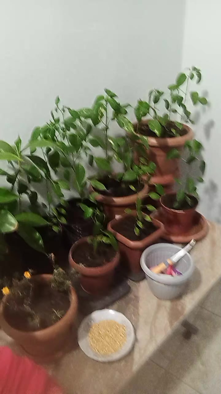 @yaprak dökümü