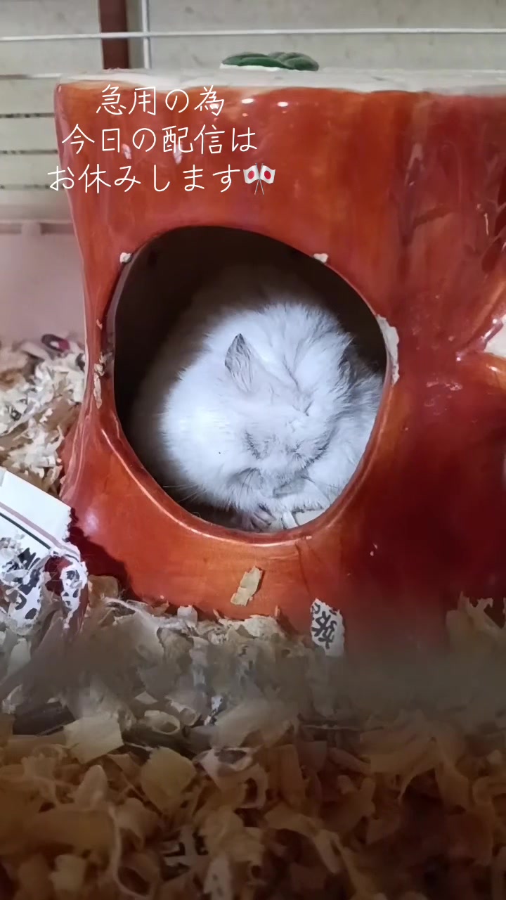 @big mama 🐹🐕🧅💜