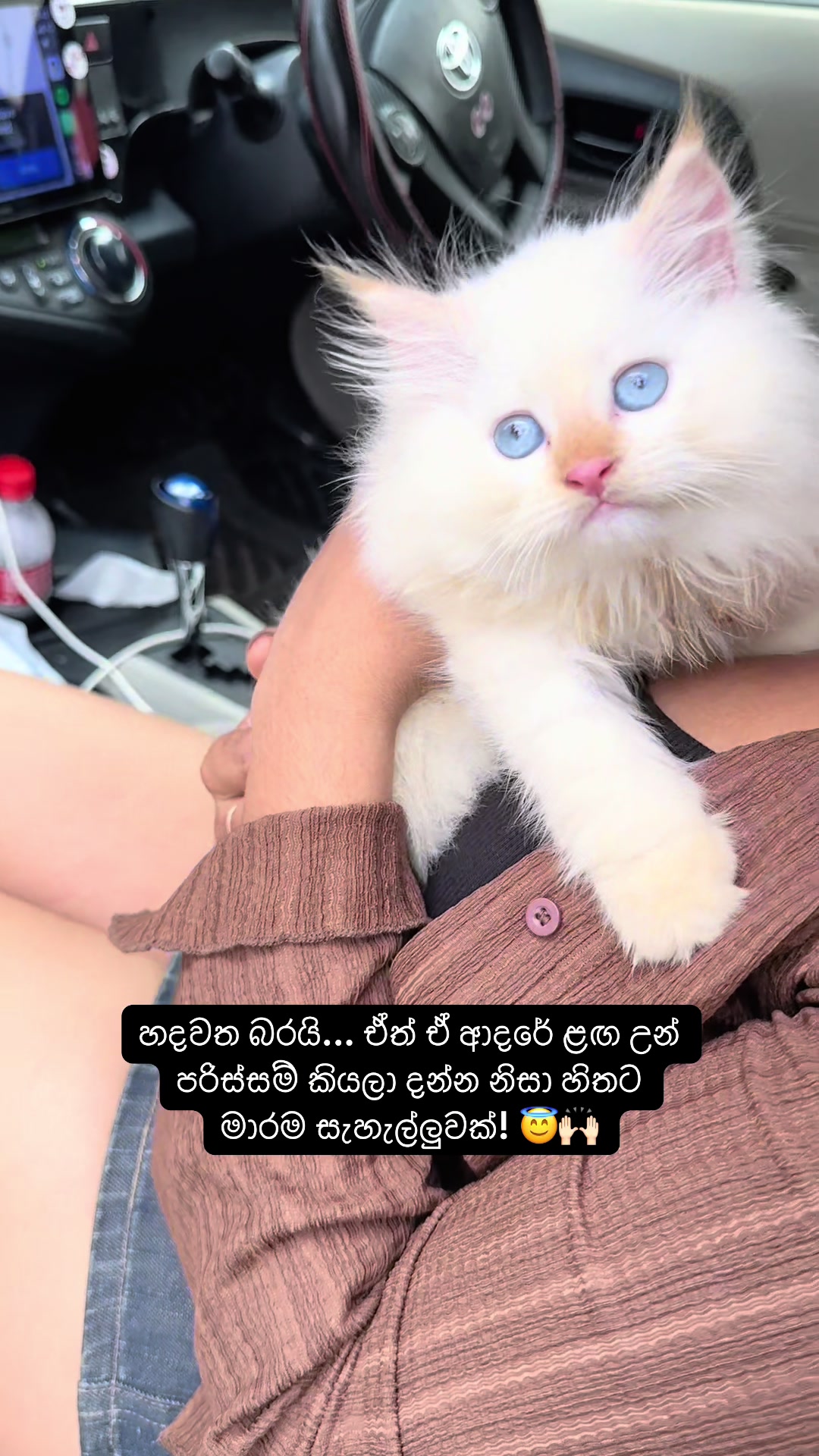 @FinestKittens
