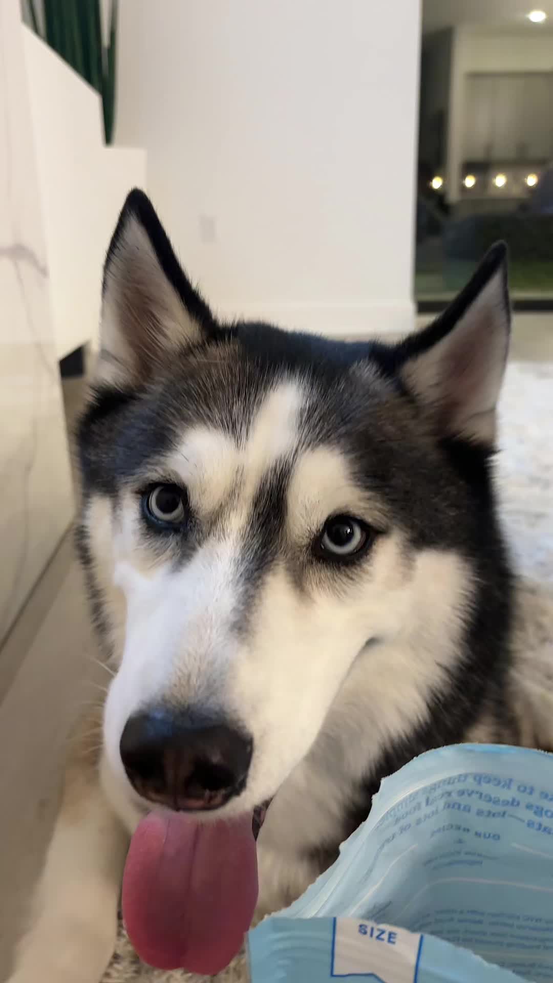 @lifewith2huskies