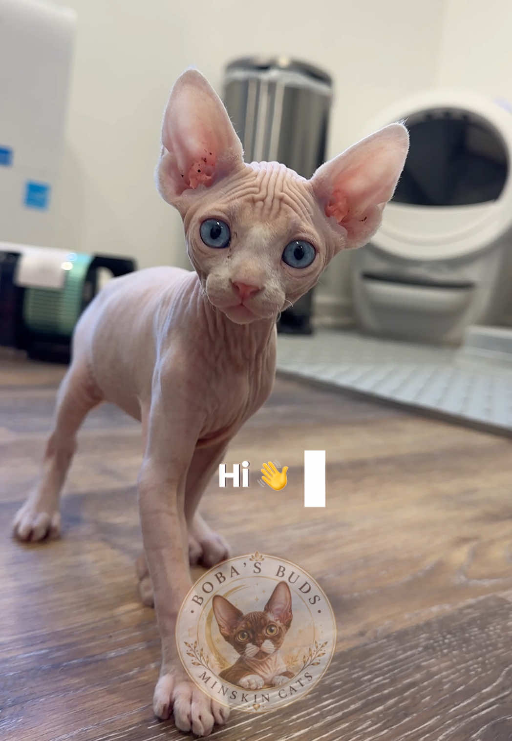@Boba’s Buds Minskin Cats