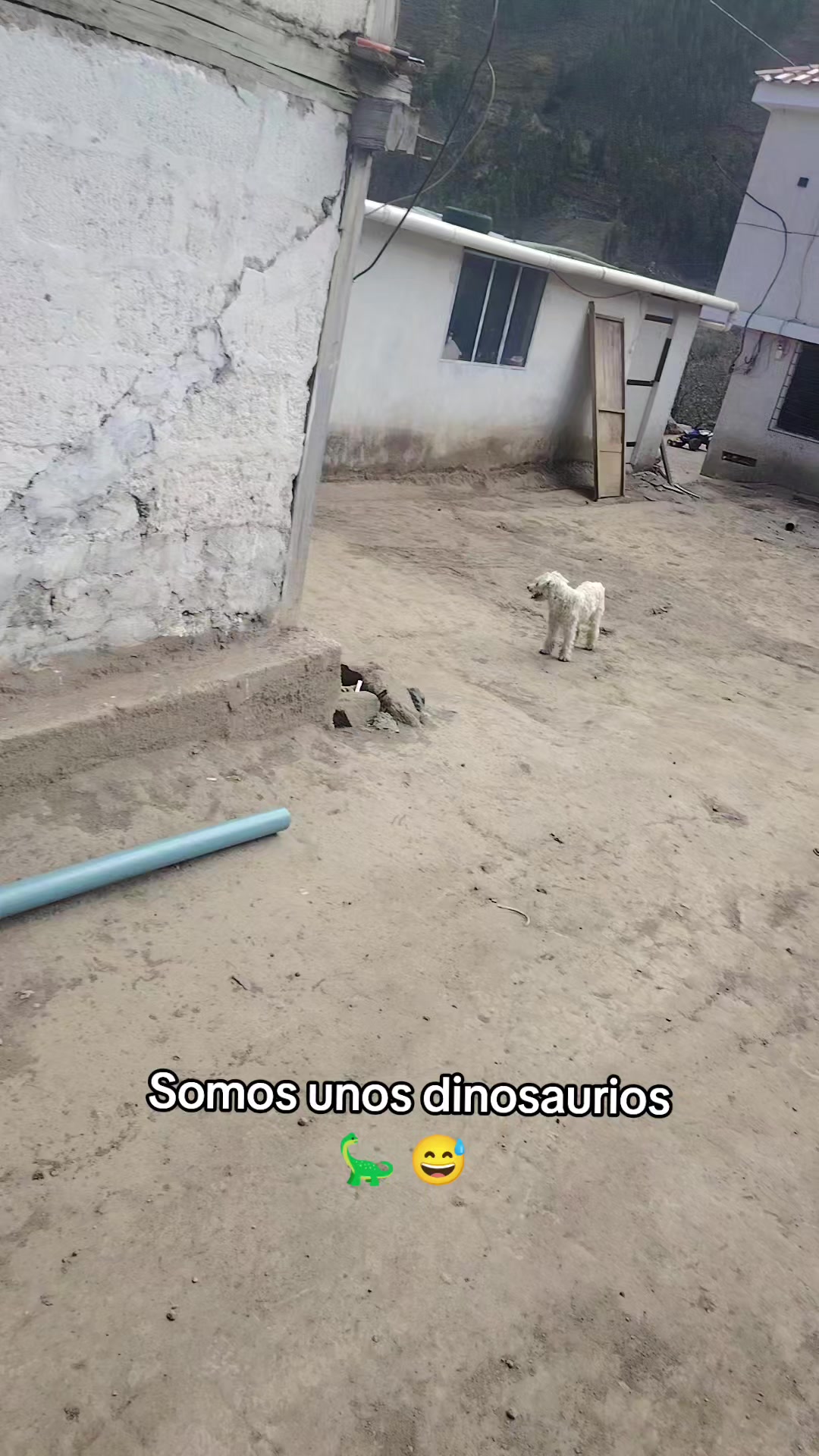 @Ariel chagmana