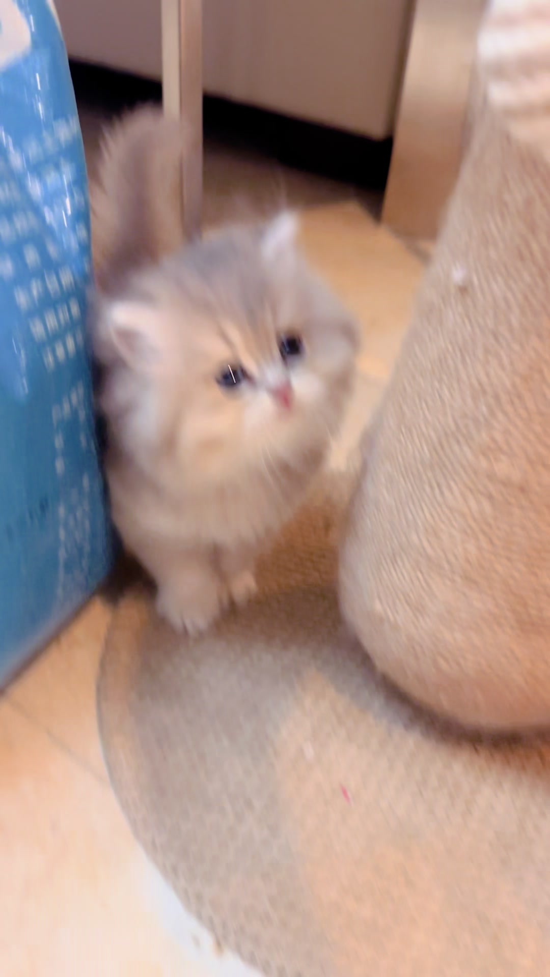 @喵贝贝在大马