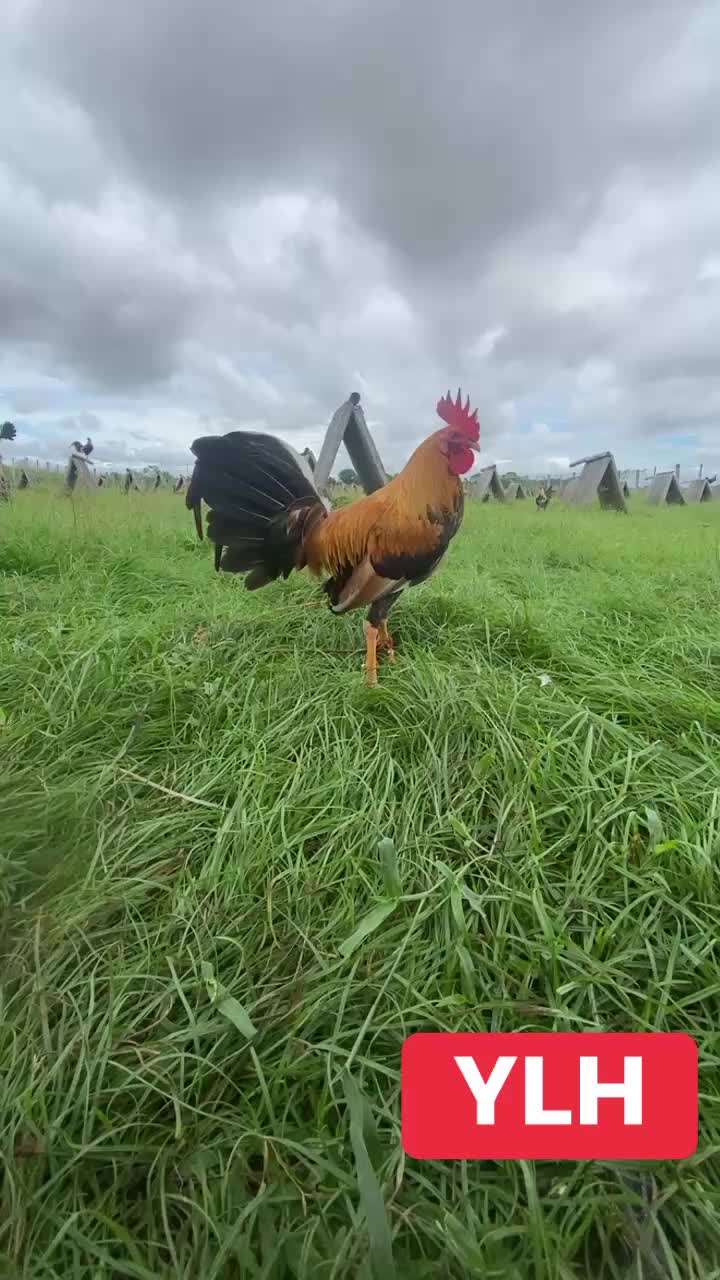 @bochzhog gamefarm