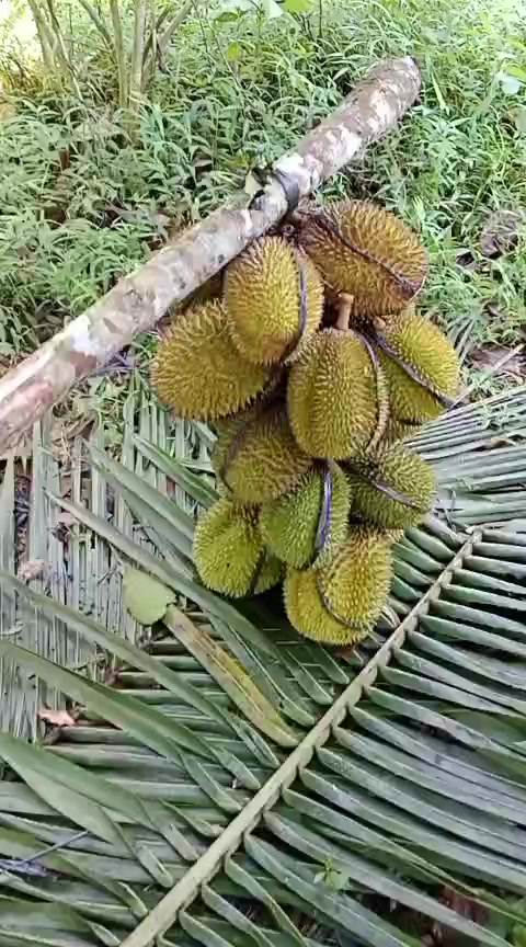 @pono duriaan wsb 🇲🇨🆗🔄🔂☎️
