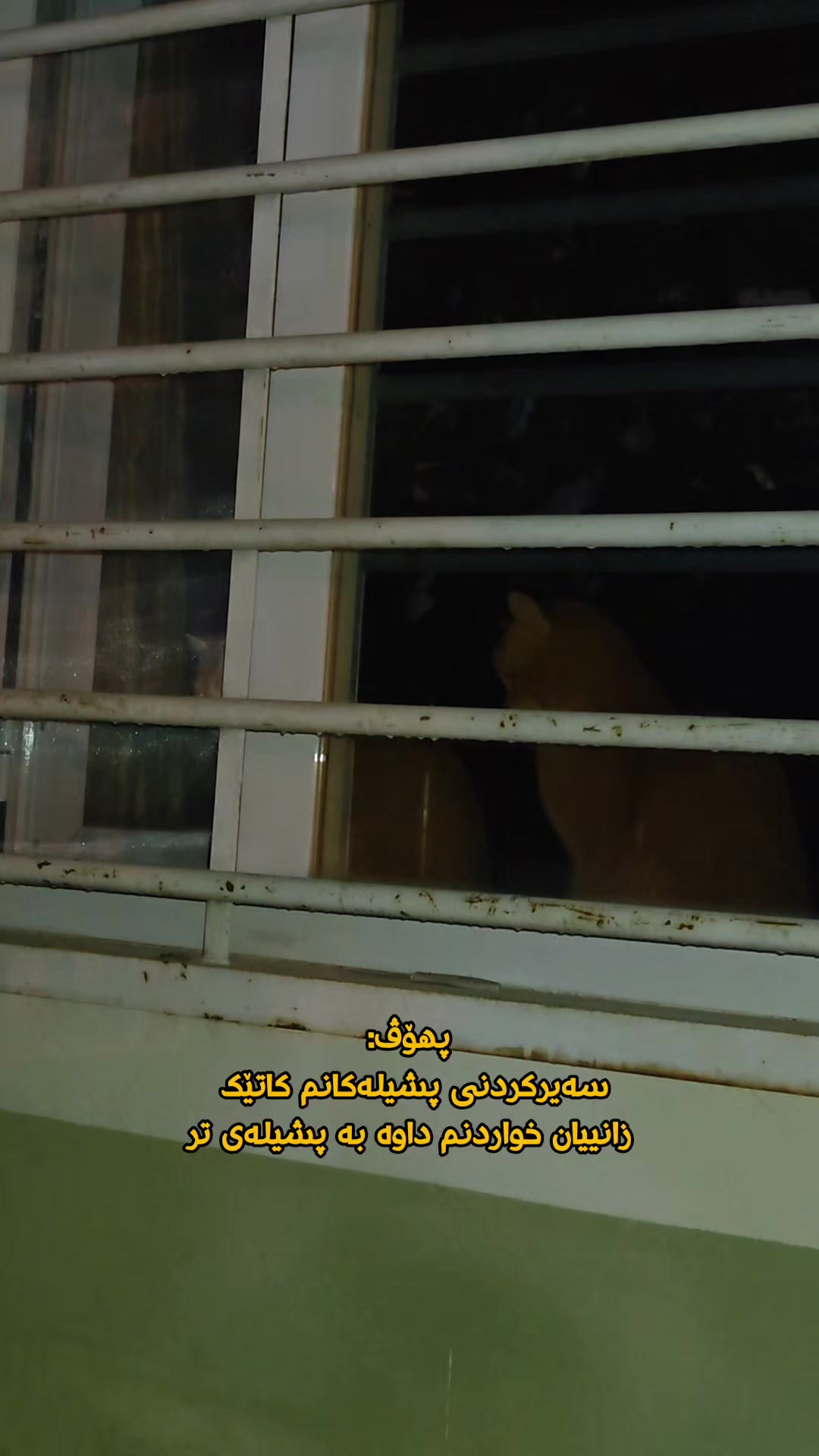 @سێ پشیلەکە🐾