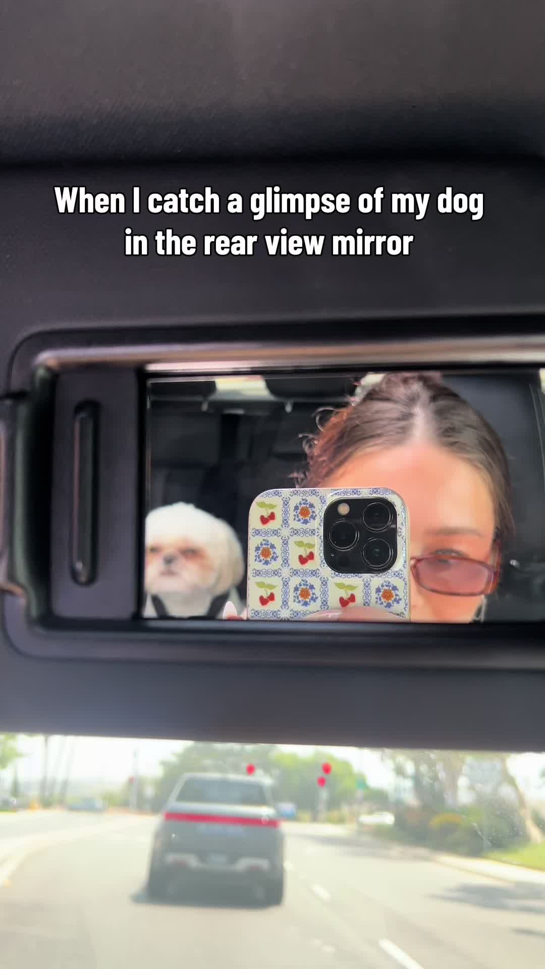 @Hugh the Shih Tzu