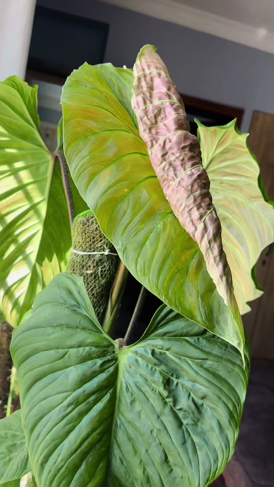 @Plantlife50