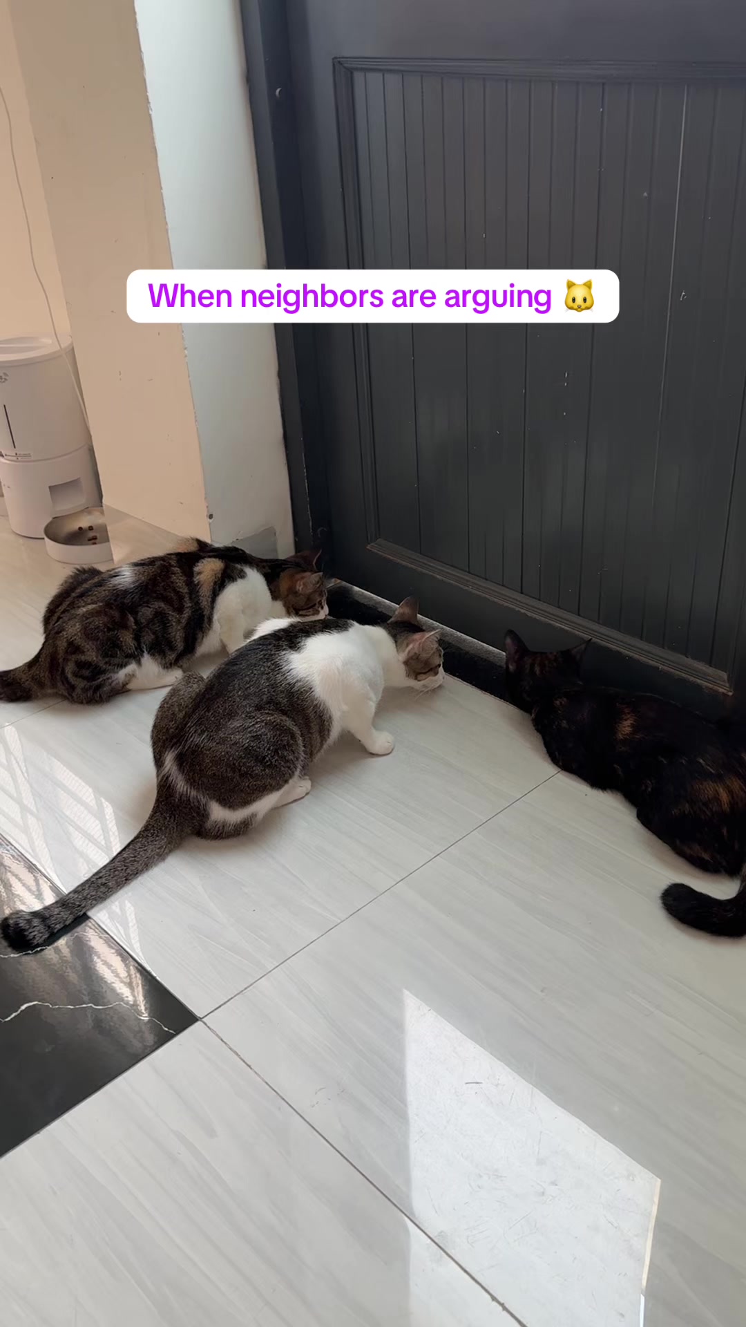 @Three Cats | Behavior & Life