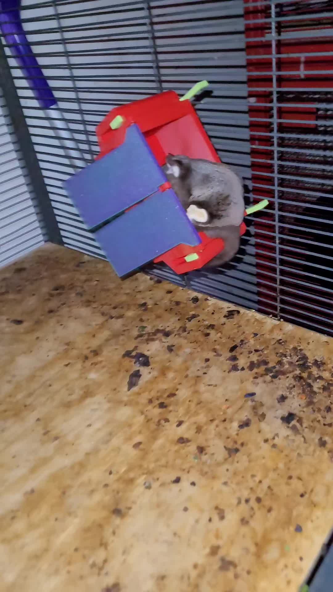 @My Little Exotic Zoo