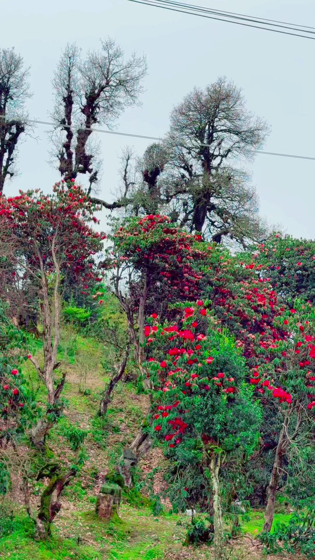 @laxmi baral