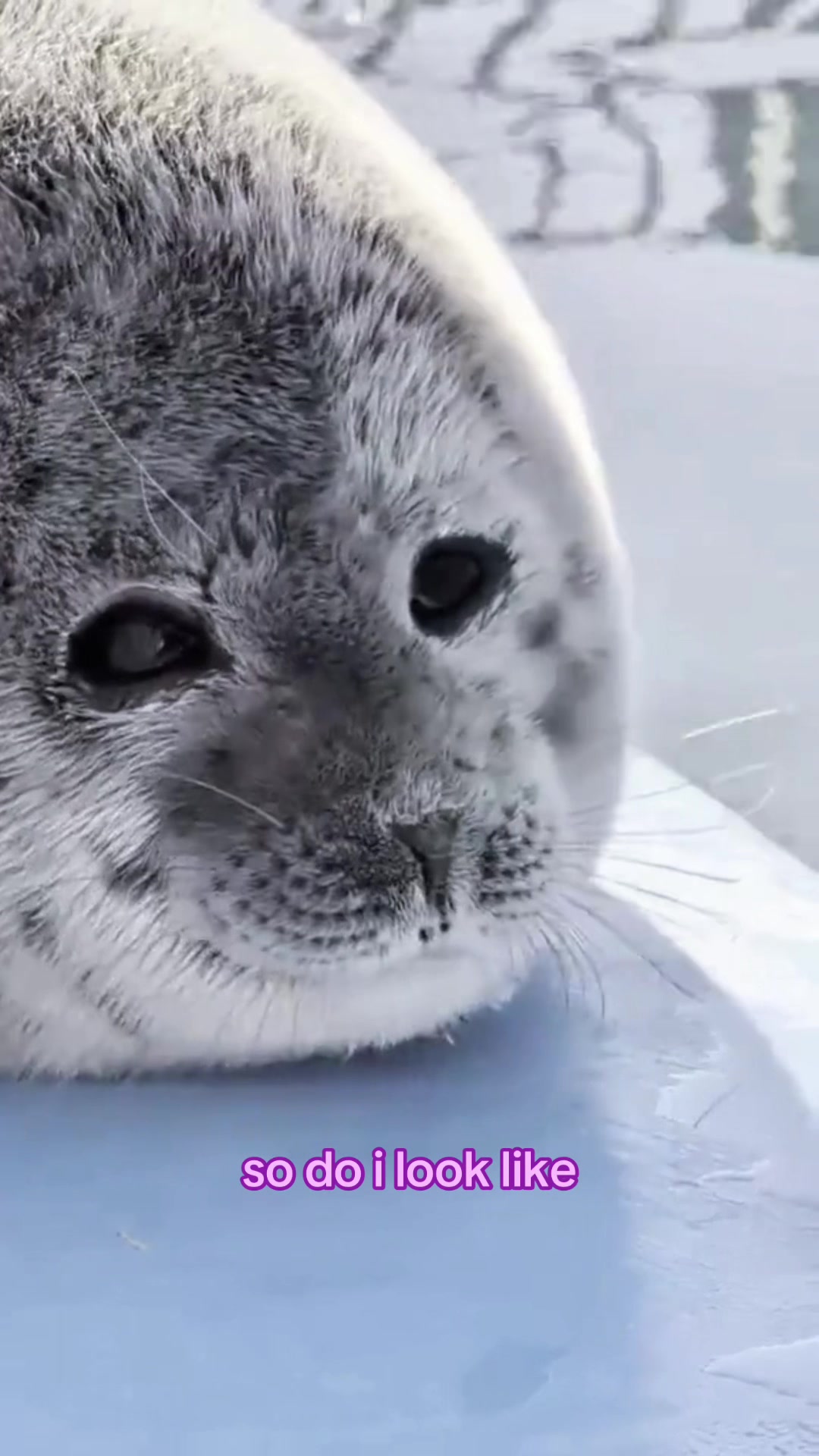 @seal lover 🦭⋆˚꩜｡⋆˚🩵