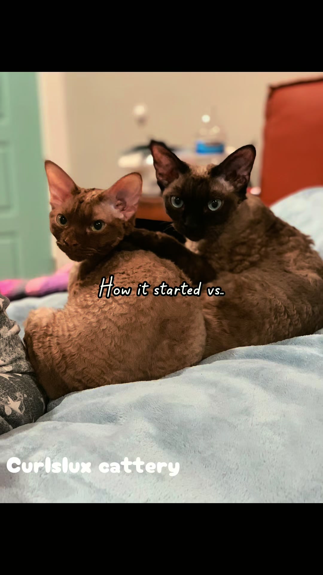 @Curlslux cattery!!🇺🇸