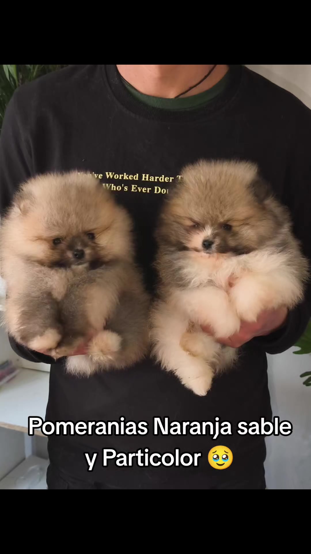 @Pomerania chile
