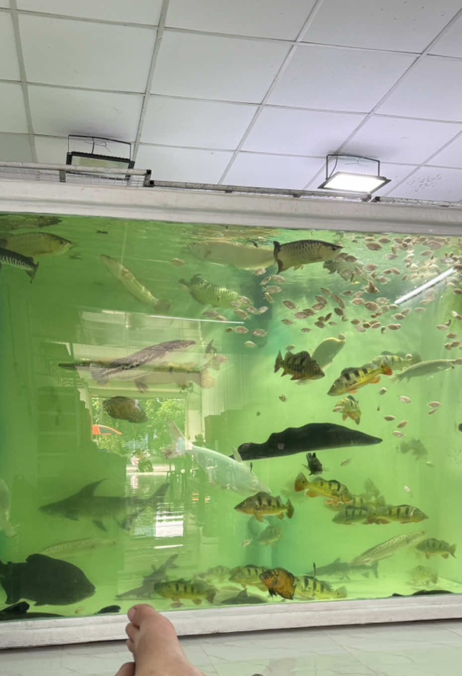 @Ph&aacute;t Đạt B&aacute;n C&aacute; 😎🐠🦈
