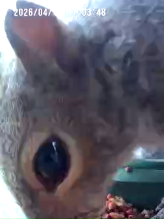 @Shedcam