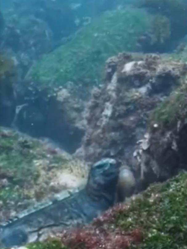 @Mundo dos Animais