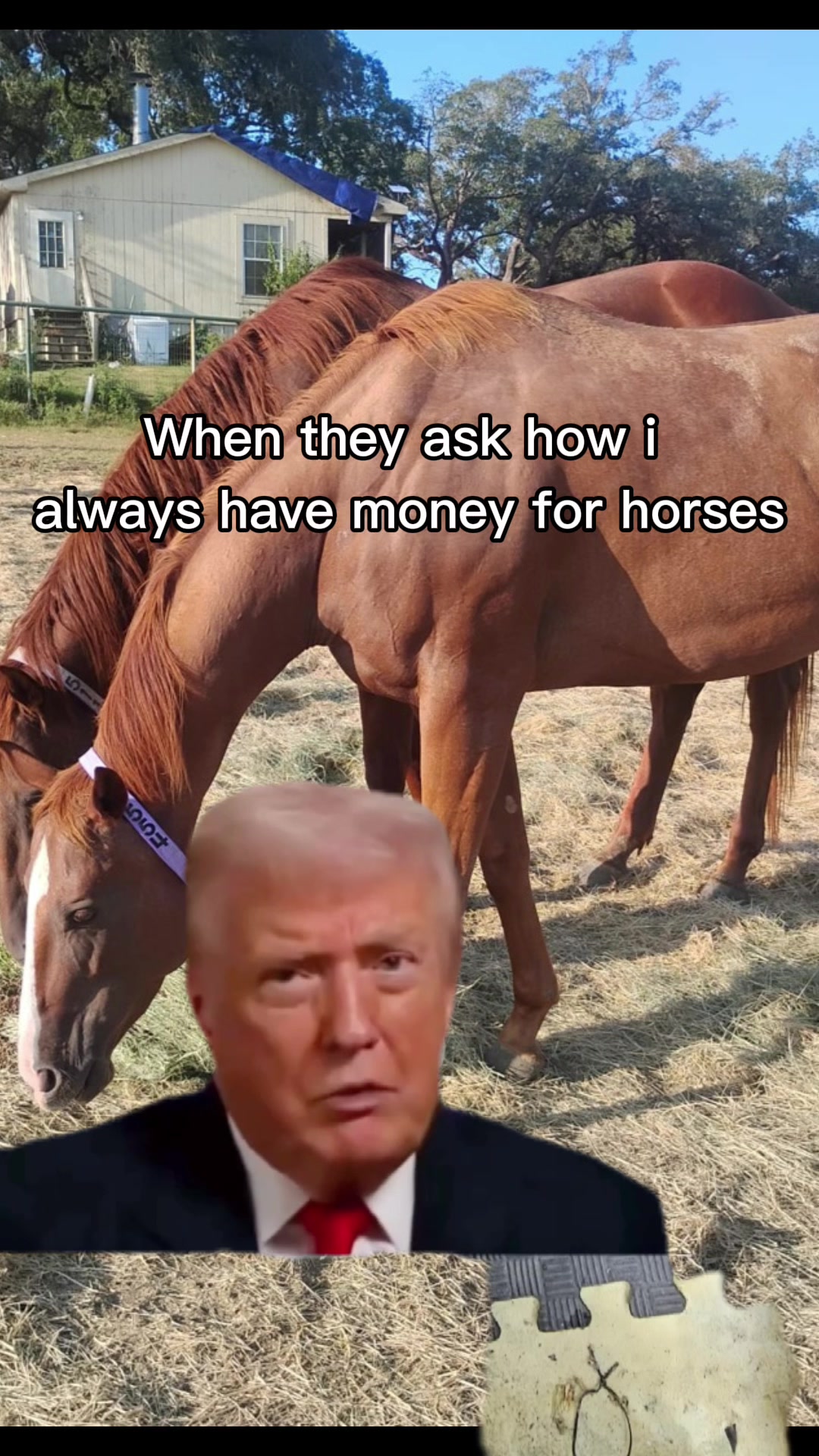 @JM Performance Horses