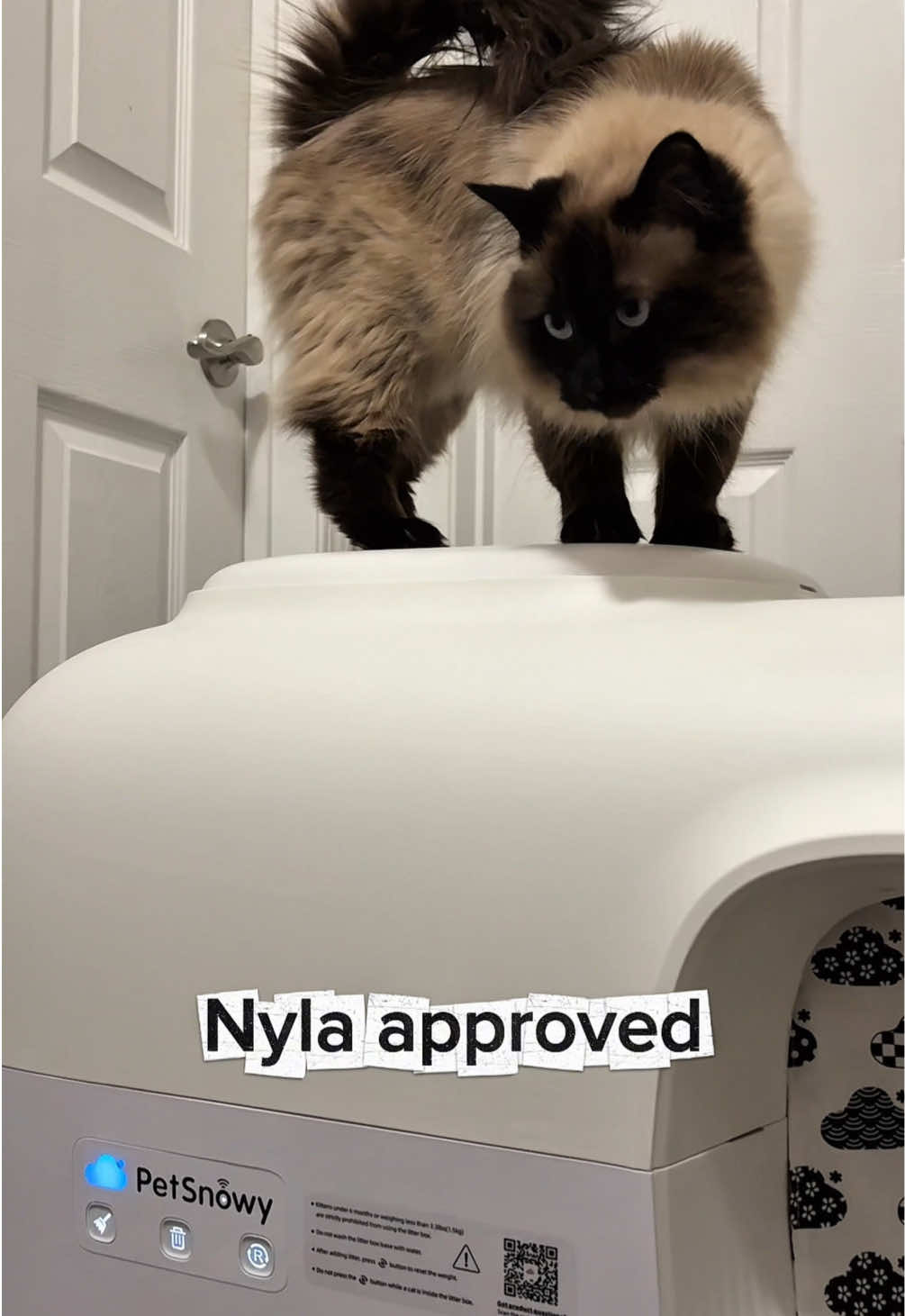 @Nyla the Cat 😼✨