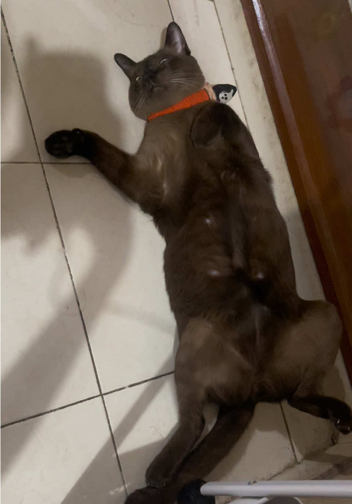 @White.black.orange.cats