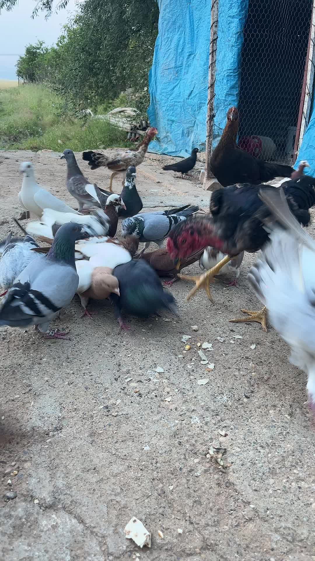@başkoo♻️