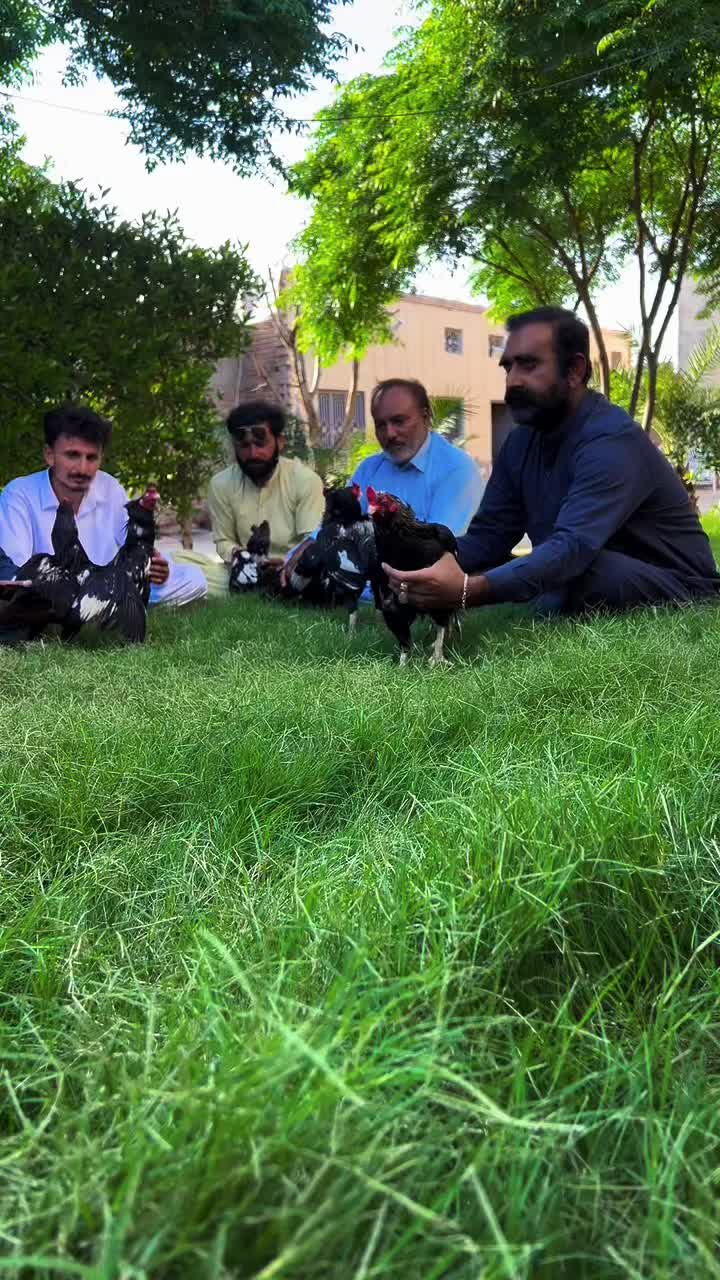 @Gillani Aseel Club