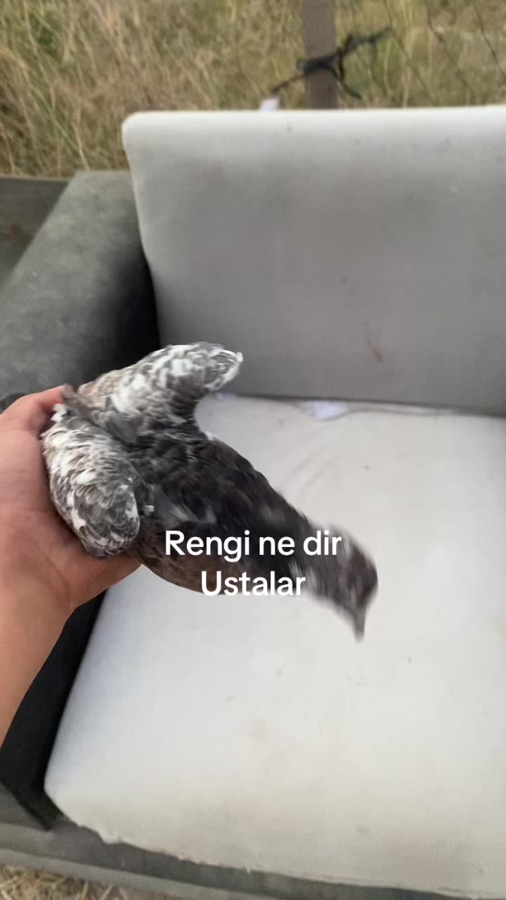 @Miro dolapçıları