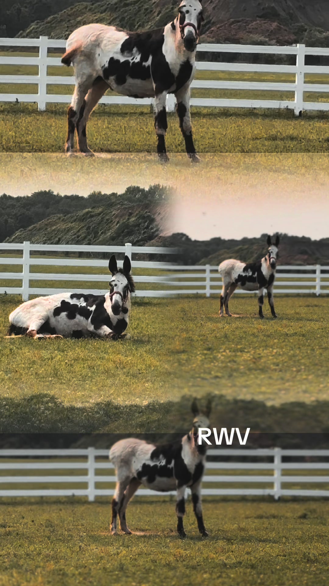 @RWV Land & Livestock