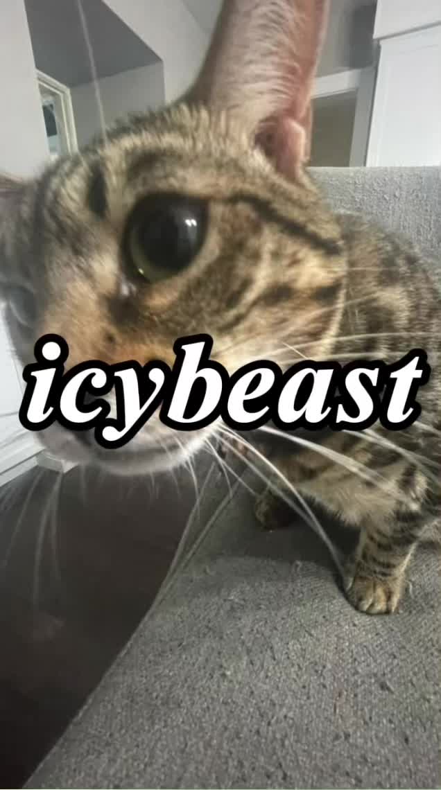@icy