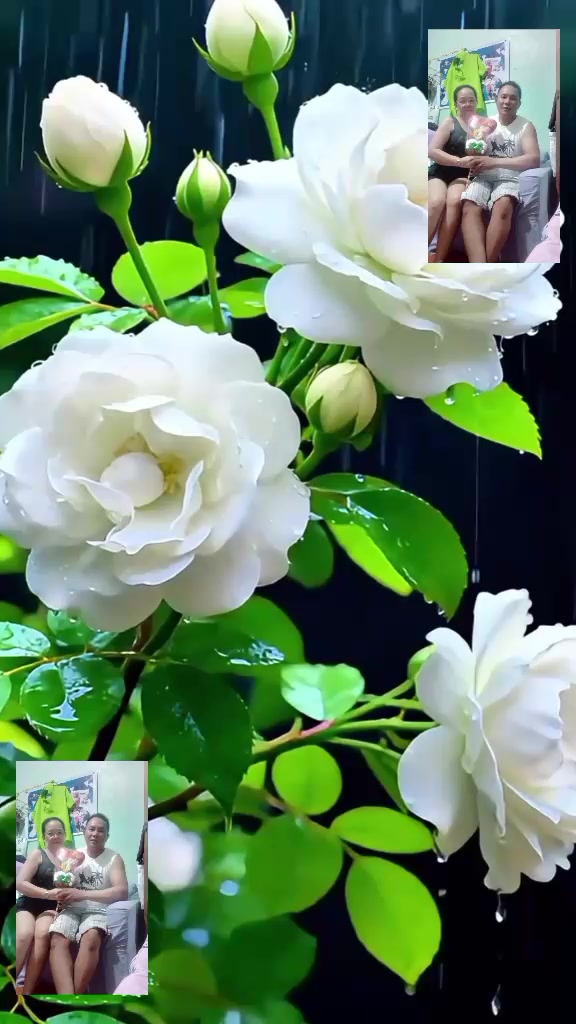 @erlindamalan