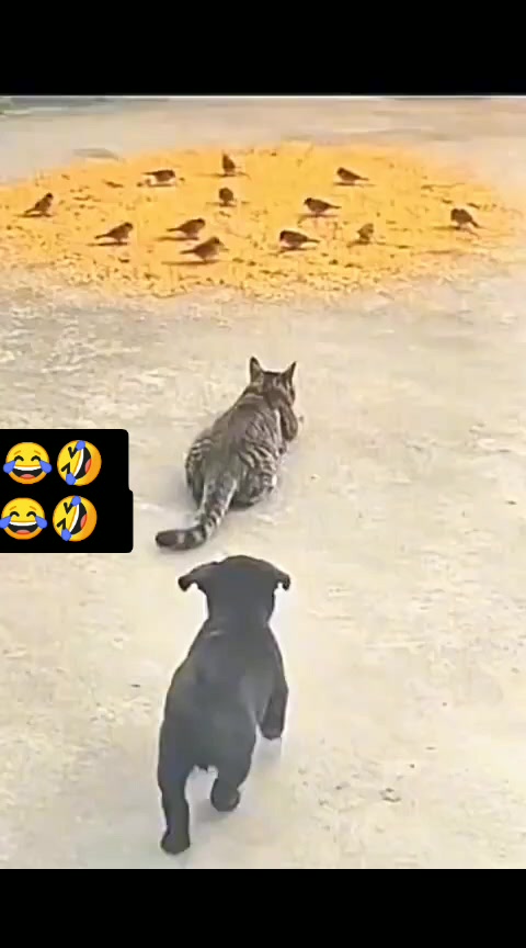@SalmanSaeed125