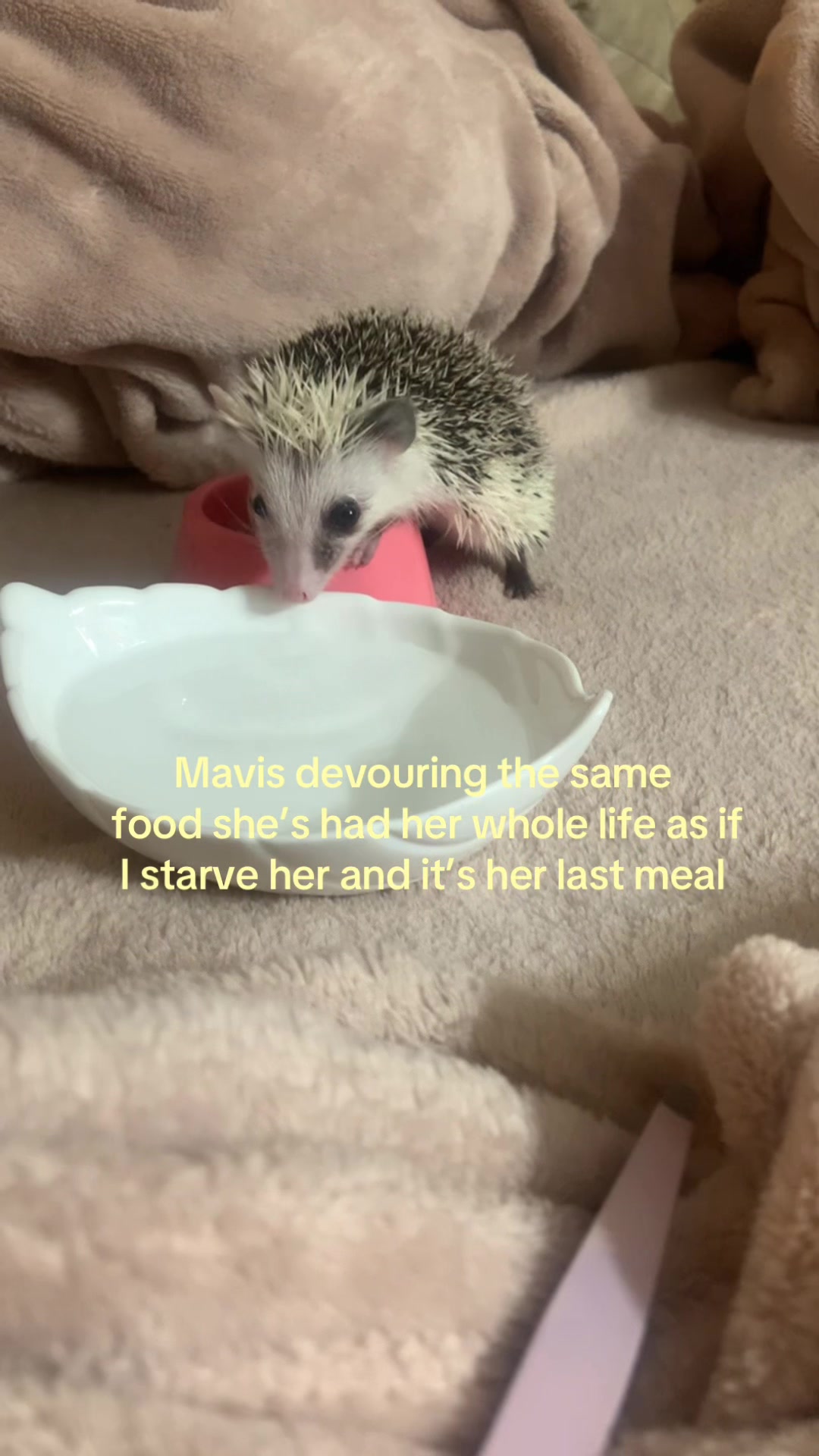 @⋆𐙚࿔𝓦𝓲𝓵𝓵𝓸𝔀 𝄞 𝓒𝓸𝜗𝜚˚⋆