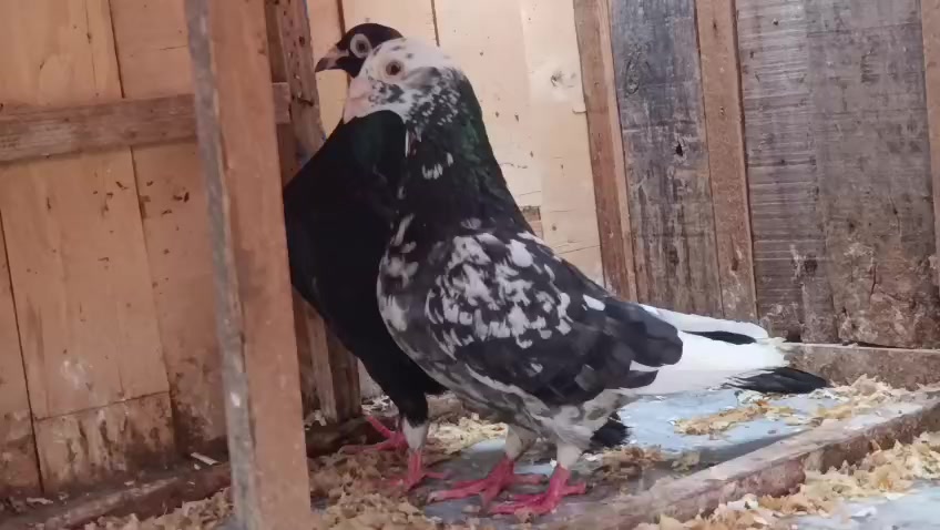@royal birds