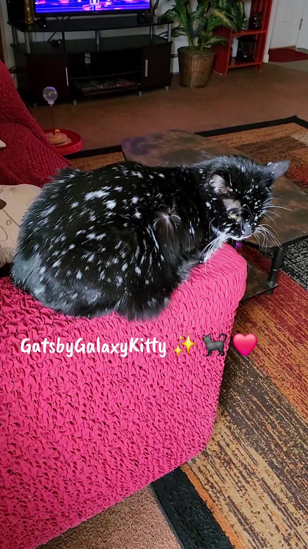 @gatsbygalaxykitty