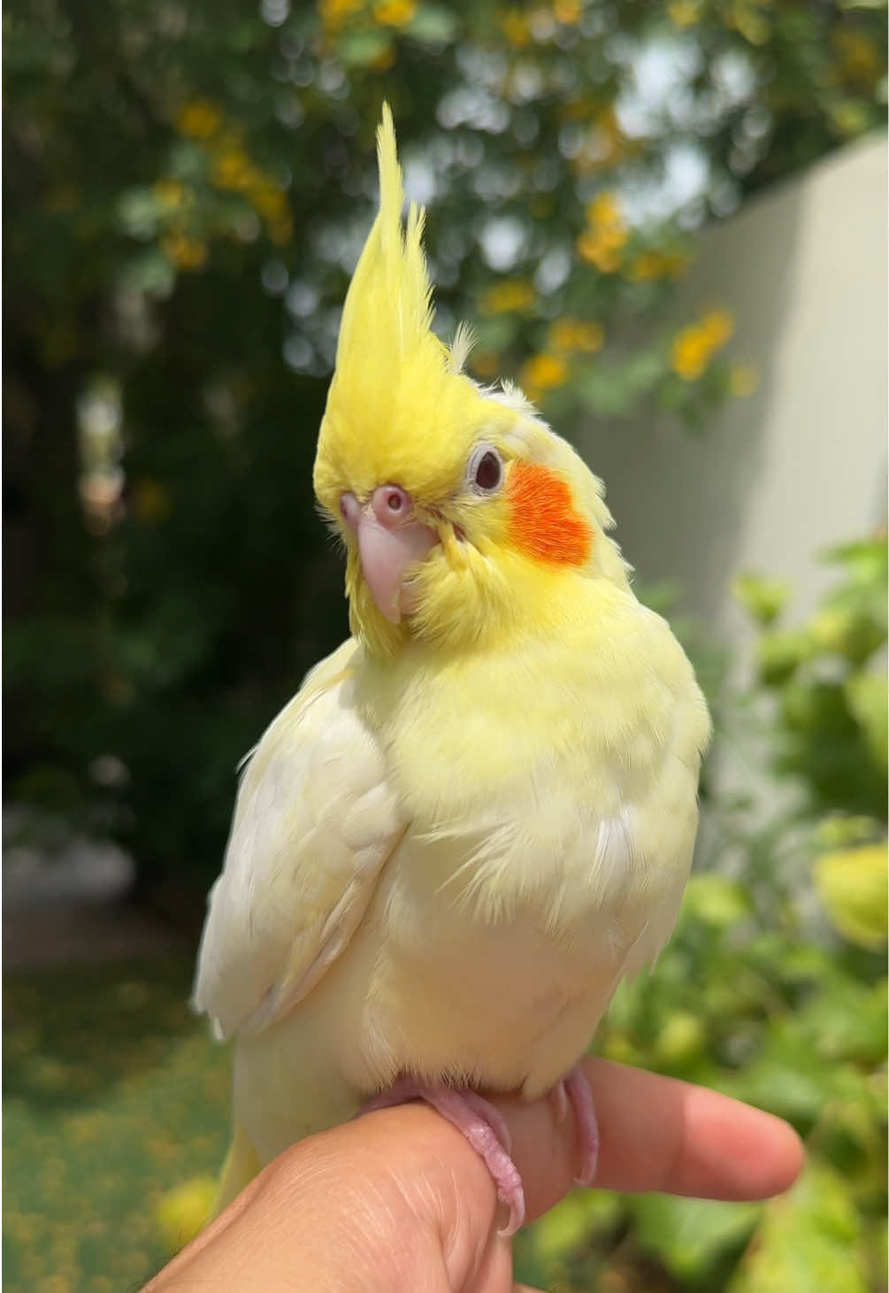 @Hamad Almutawa