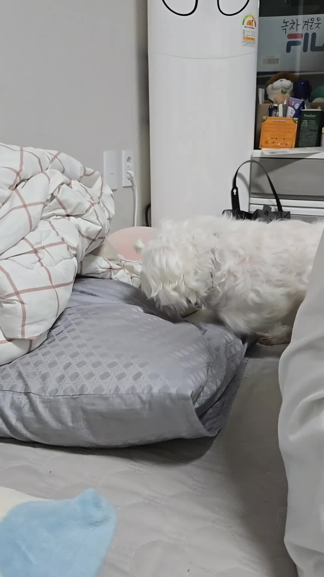 @❤파란눈녹차❤