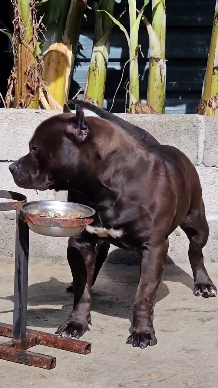 @bully xl dz 🇩🇿🦍