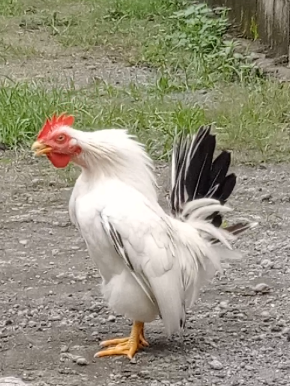 @mediykfarm