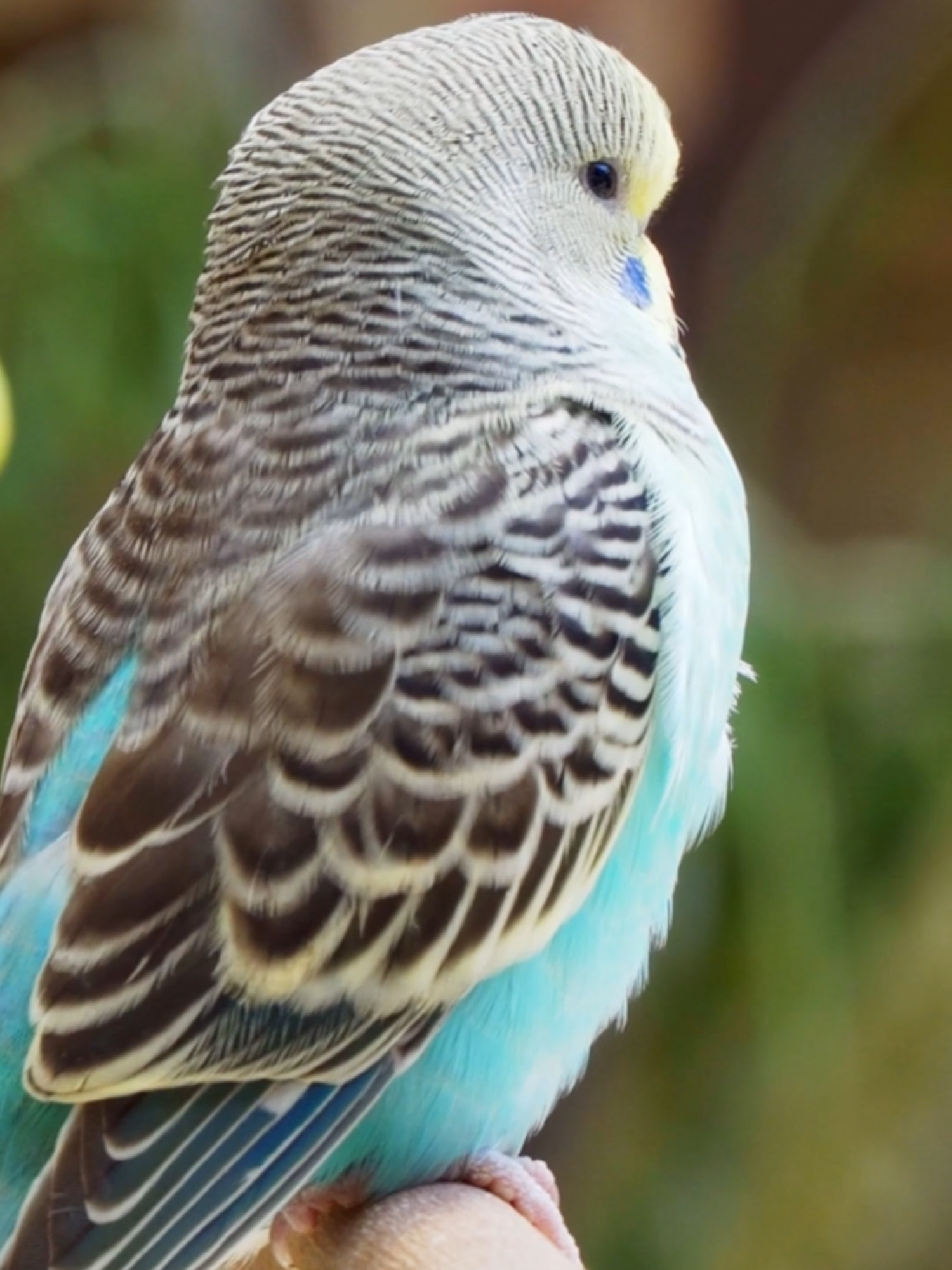 @Petody
