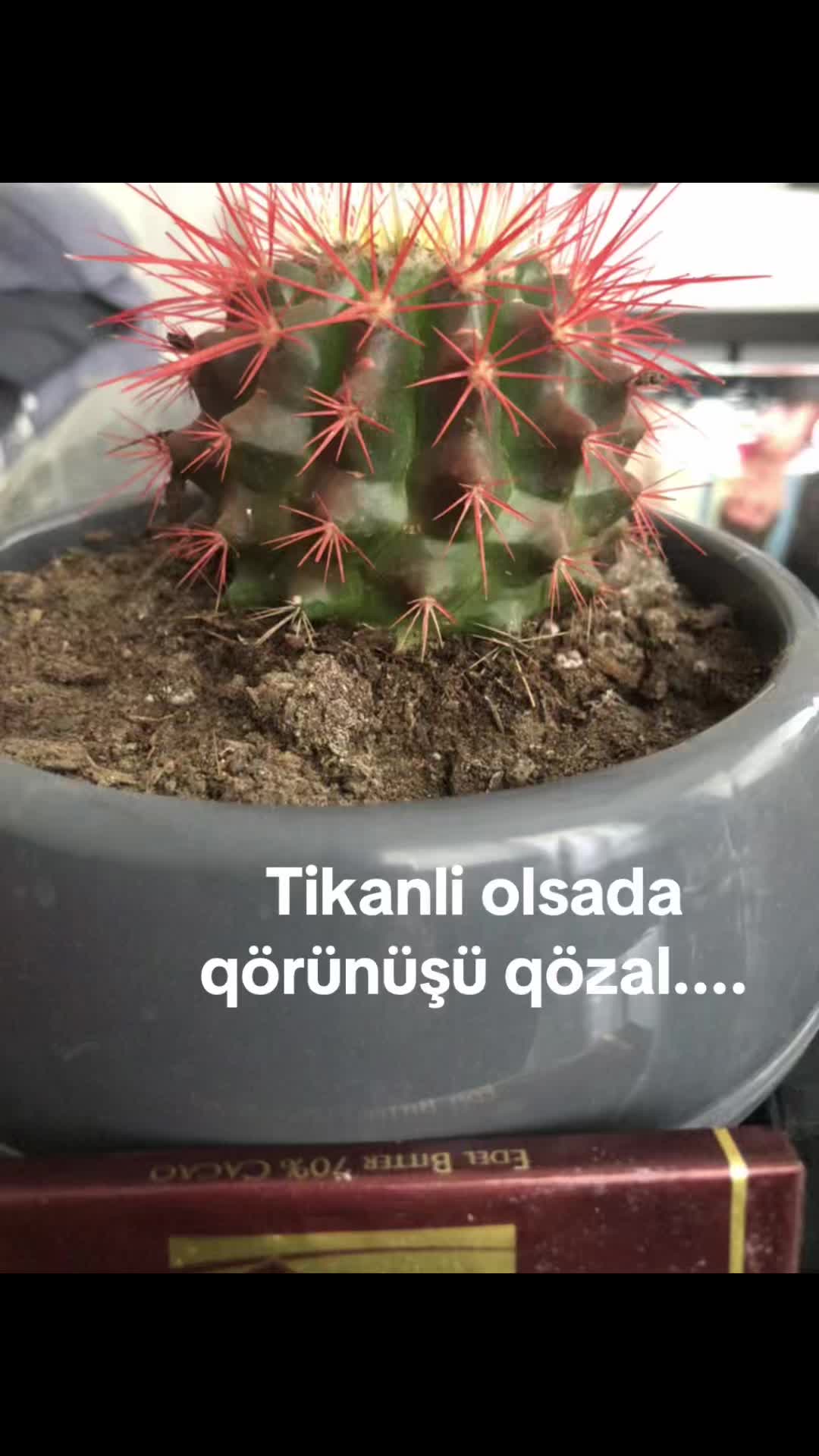@🇦🇿Pantera028🇹🇷🇯🇵