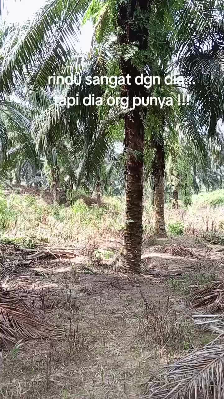 @saifull
