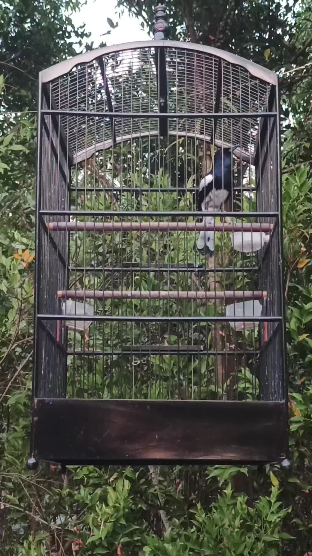 @Emperium Birds