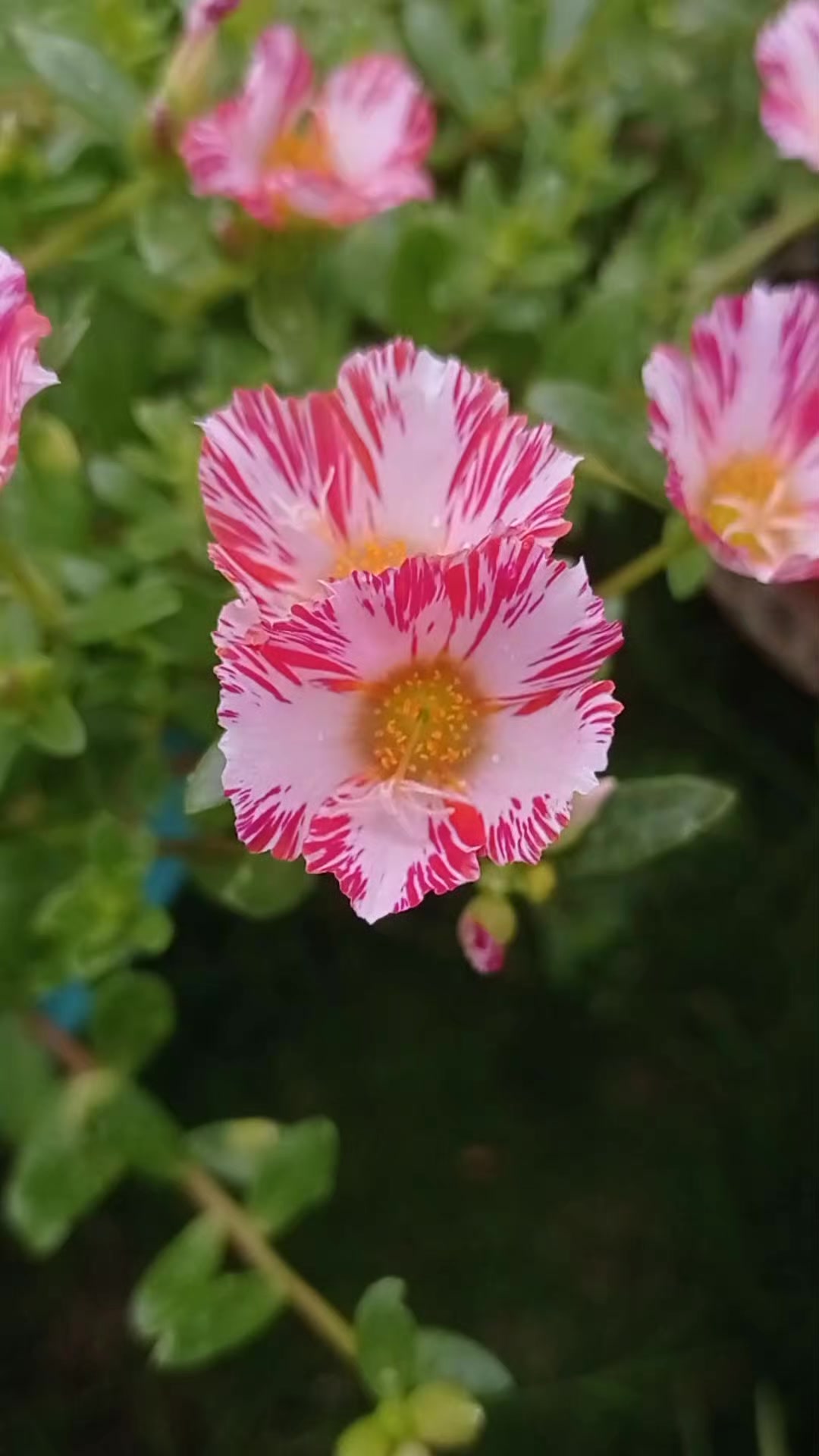 @💚Green Heart🇦🇿Yaşıl Ürək💚