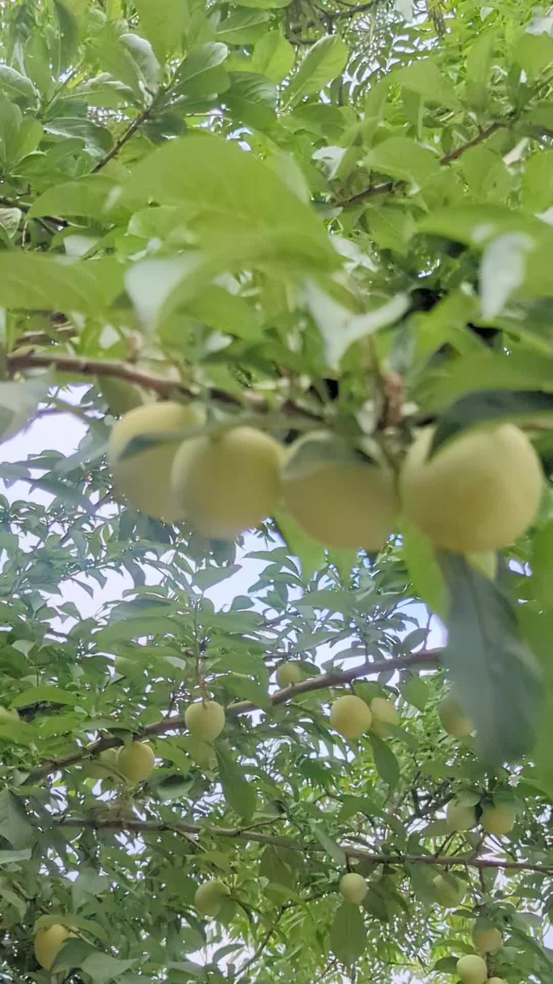 @๐ฆ
๐ ุงูุฃุตูู ๐๐ฆ