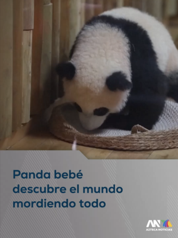 @Azteca Noticias