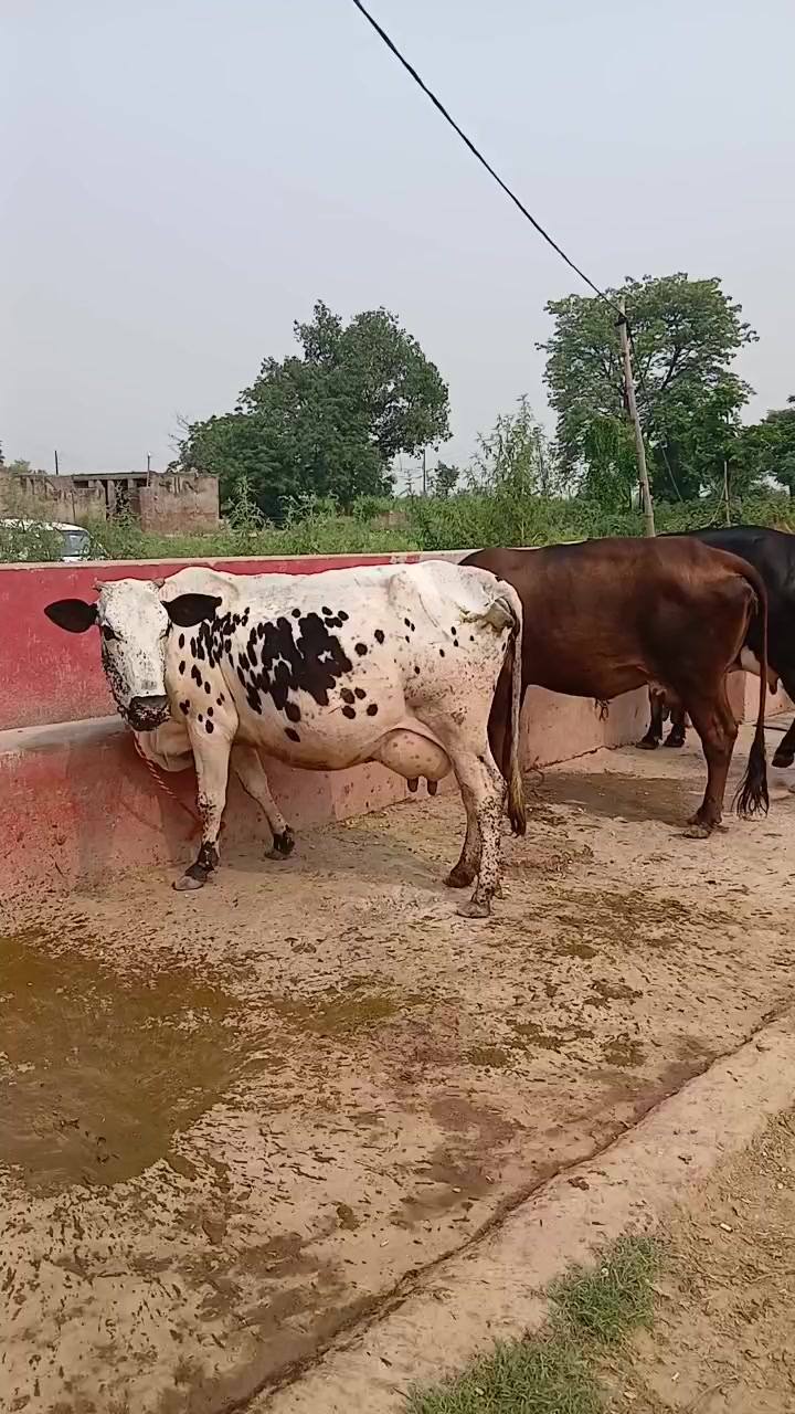 @Farming and Business Ideas